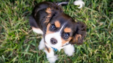 The Perfect Training Routine for First-Time Puppy Owners