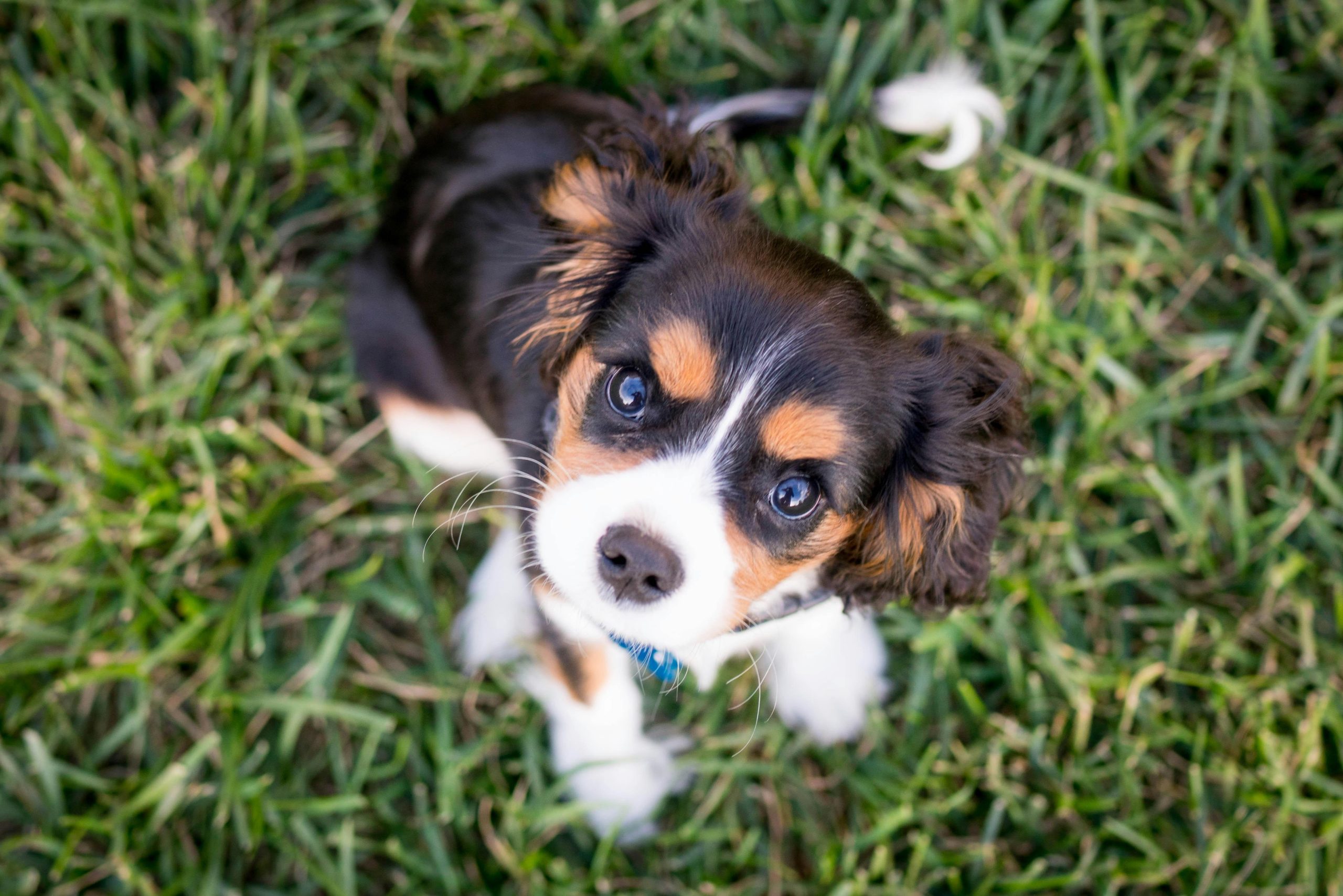 The Perfect Training Routine for First-Time Puppy Owners