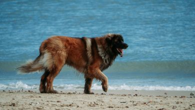 Socialization tips for older dogs adjusting to new environments