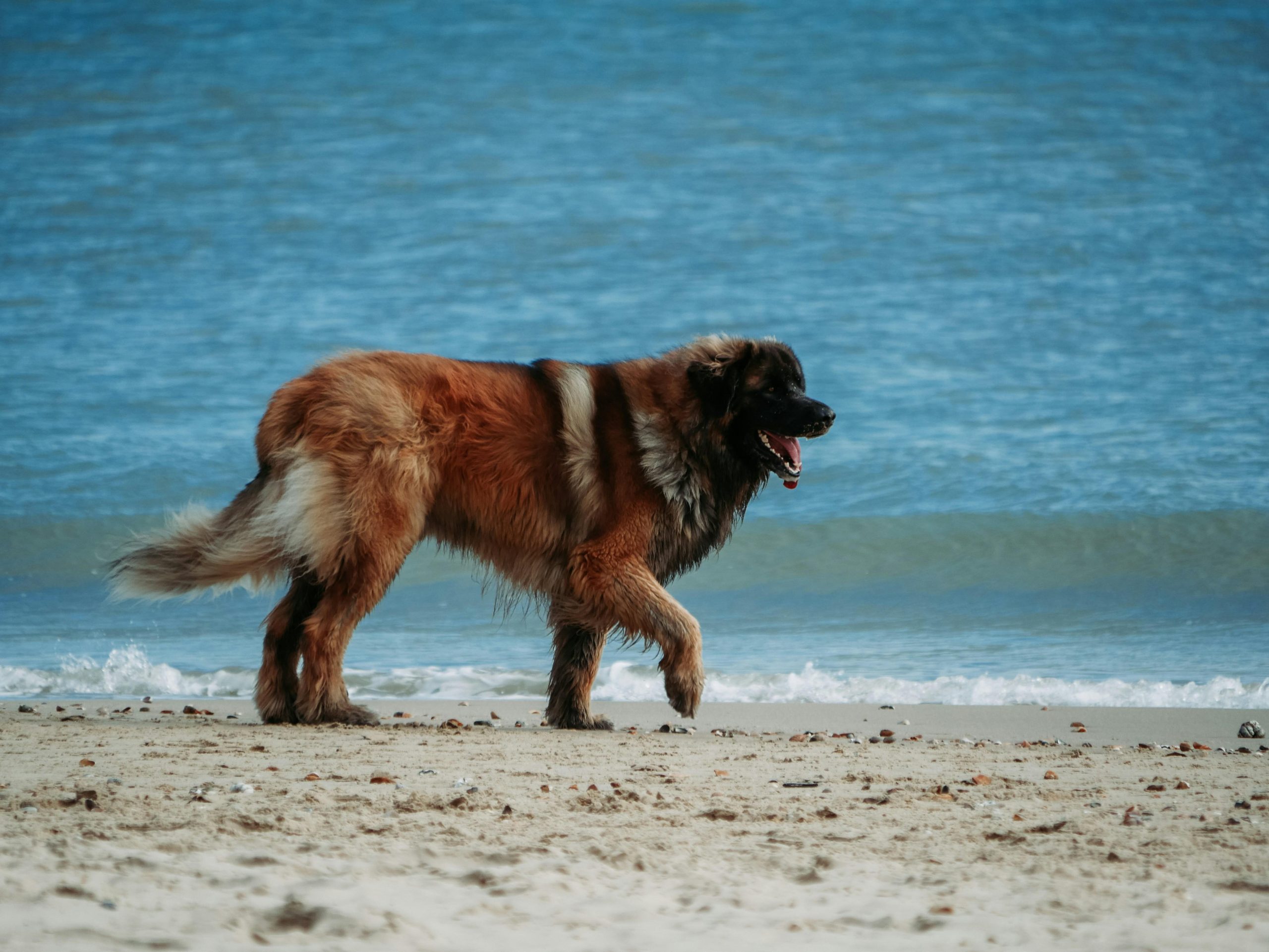 Socialization tips for older dogs adjusting to new environments