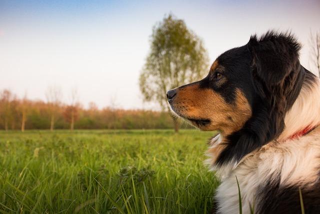 Effective Training Techniques ⁤for Guard Dogs