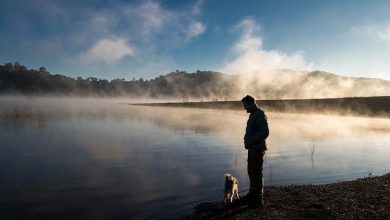 Training techniques to keep dogs calm in high-stress situations