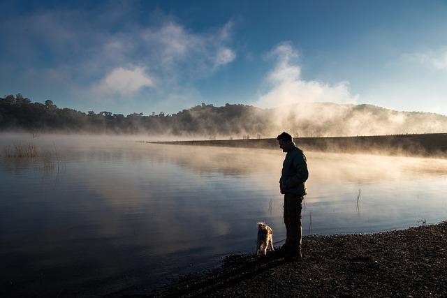 Training techniques to keep dogs calm in high-stress situations