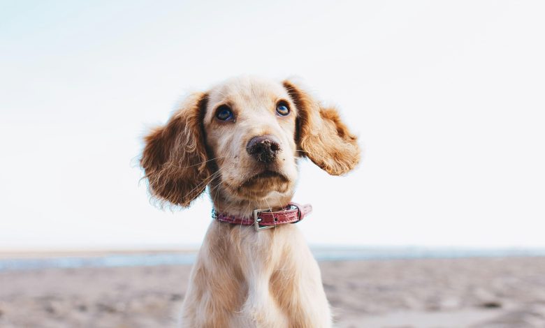 Advanced Techniques for Teaching Dogs to Open and Close Doors