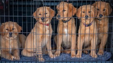 Best crate training practices for rescue dogs