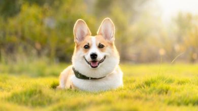 Socialization Tips for Dogs in Multi-Pet Homes