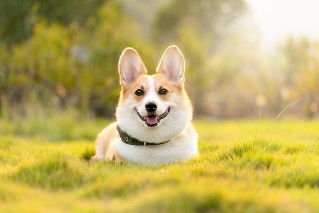Socialization Tips for Dogs in Multi-Pet Homes