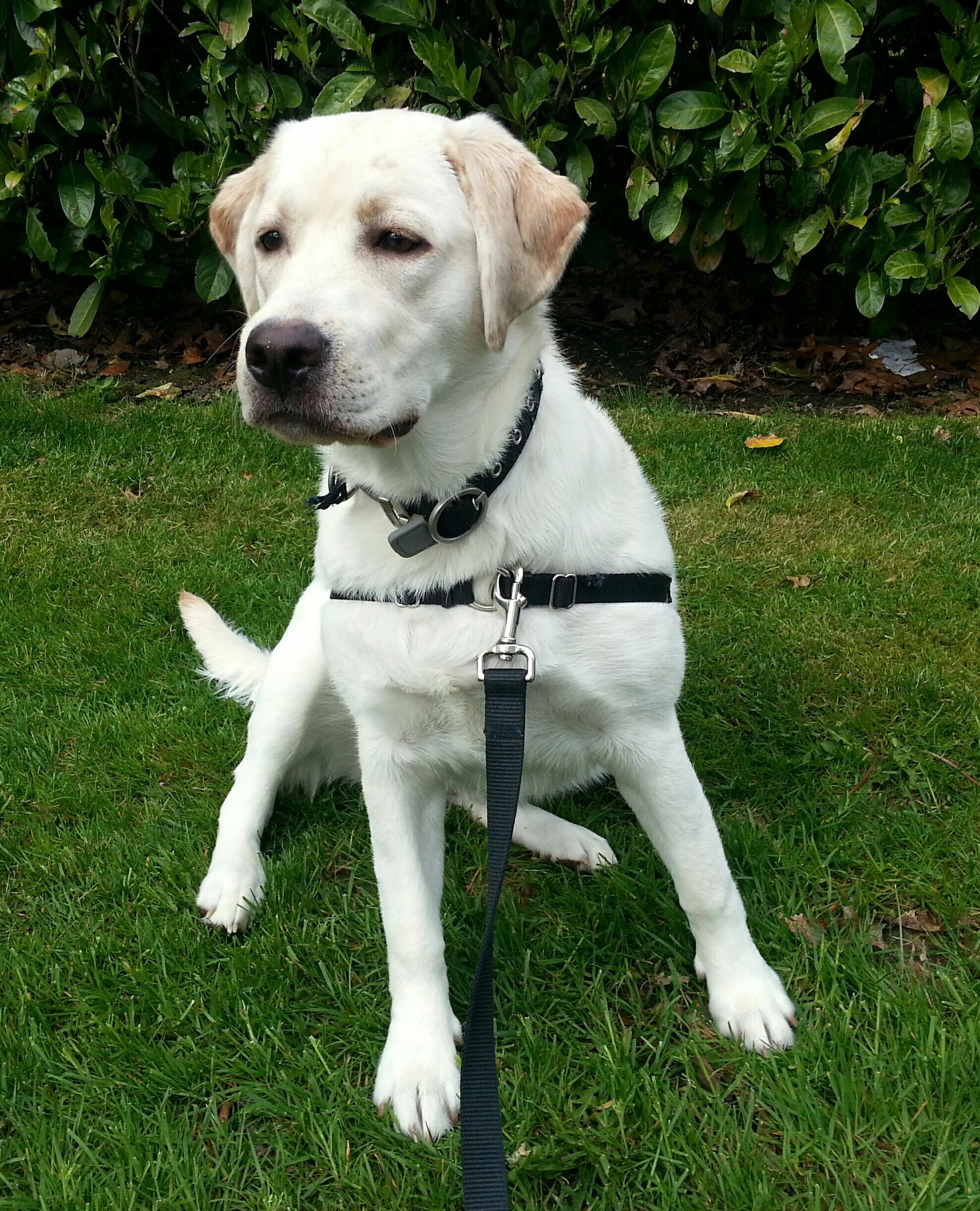 Engaging Activities to Keep ​Your⁤ Puppy Calm ‌and ⁤Happy