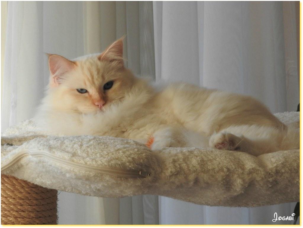 Effective Strategies to Alleviate Pet Stress