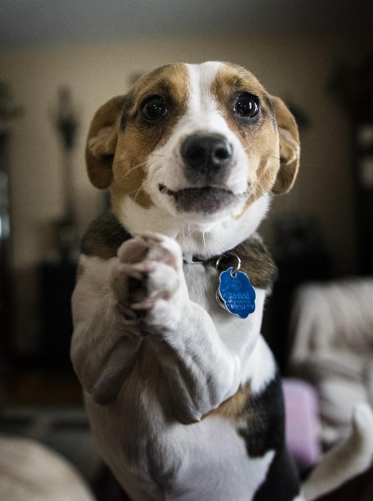 Daily Rituals: Building Stability and Comfort for Your Furry Friend