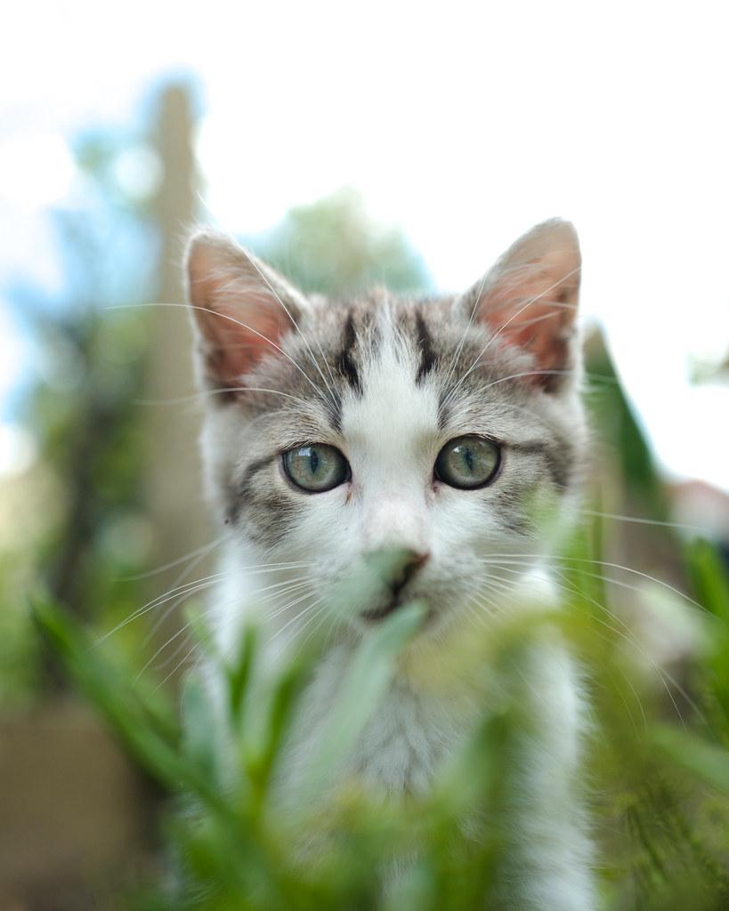 Encouraging Healthy Exploration: Tips for Cat Owners