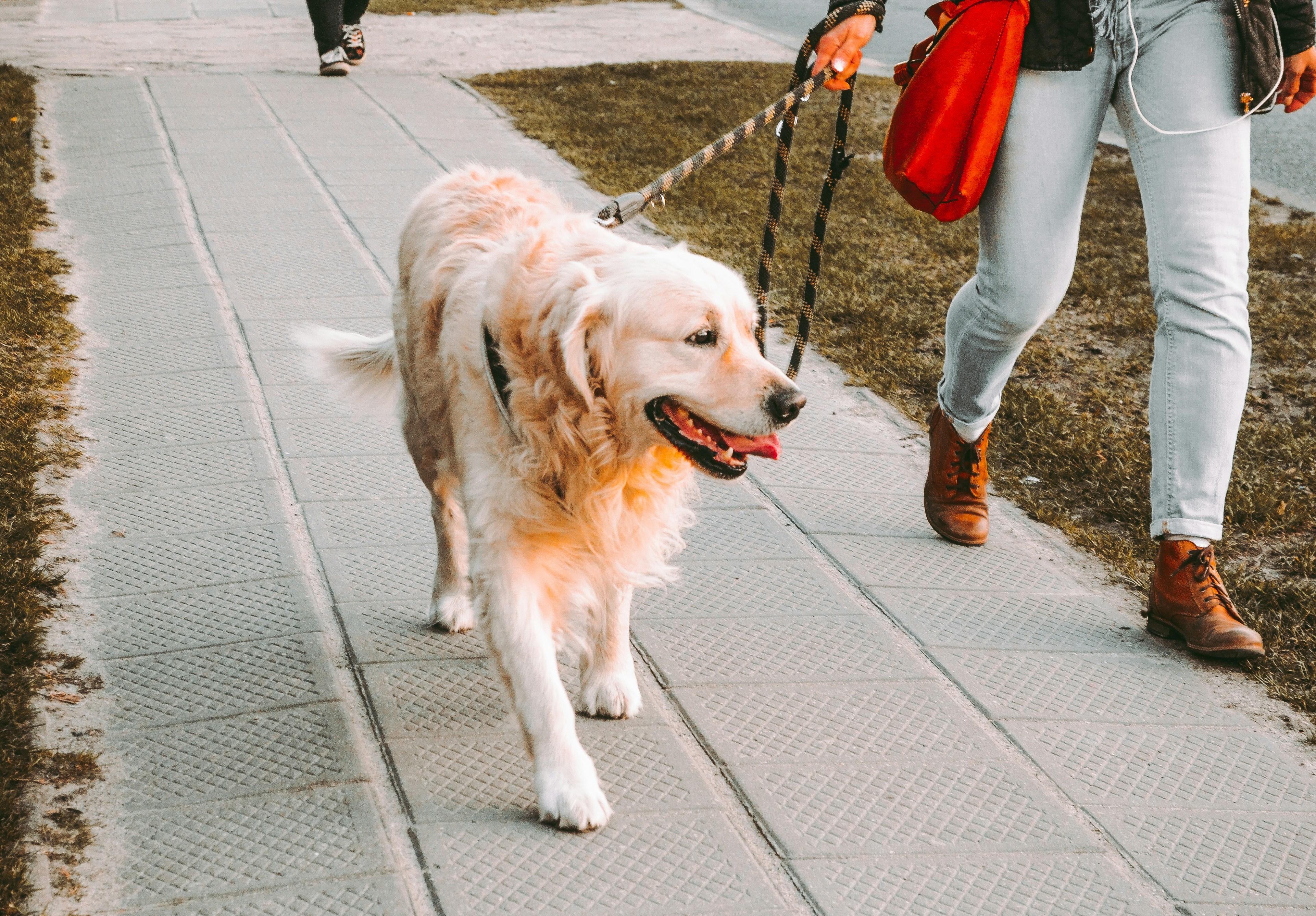 Understanding Leash Corrections and Their Impact on Aggression