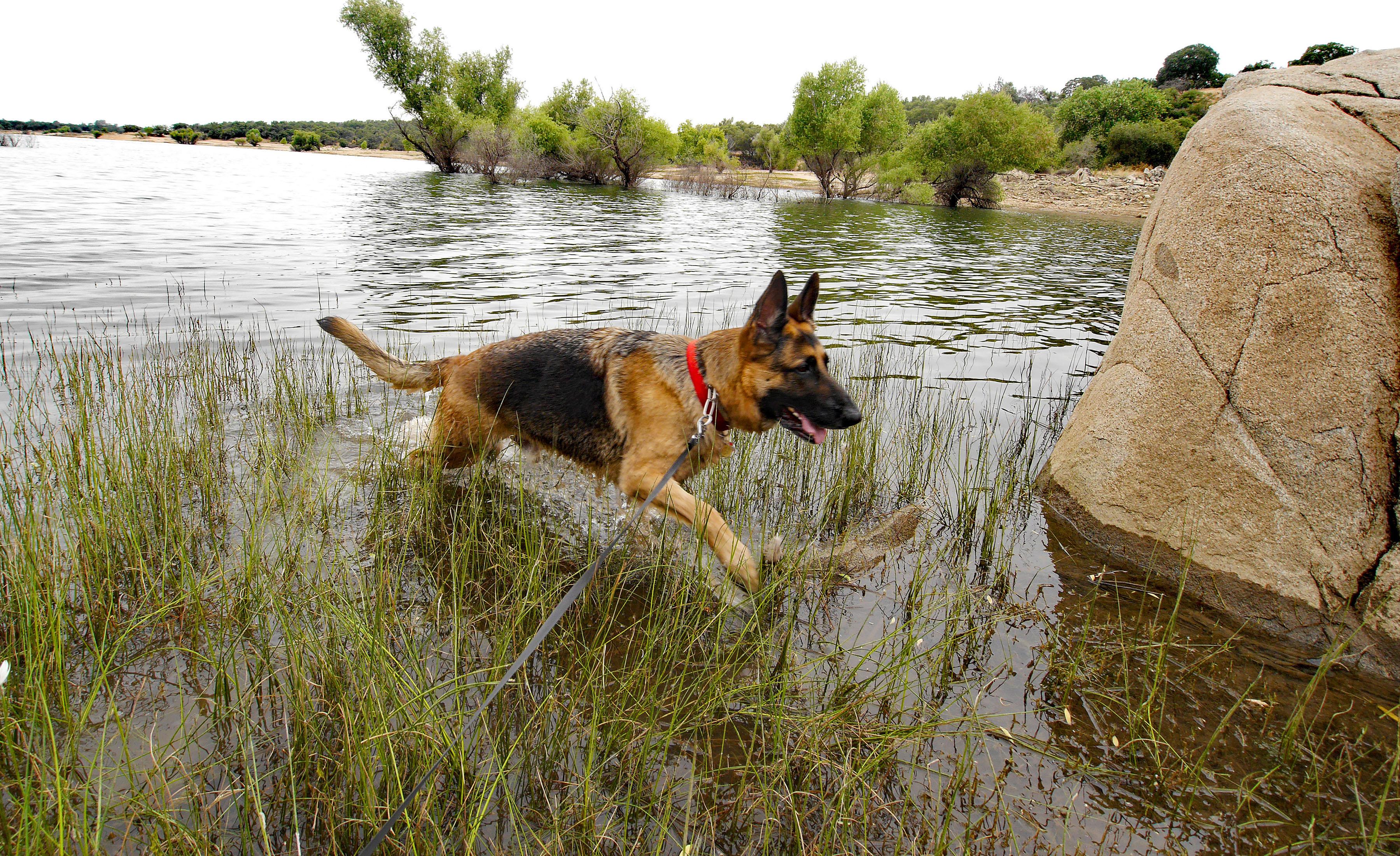Understanding the Chase: Why Dogs Love the Thrill
