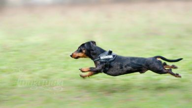Does Leash-Free Walking Promote Better Behavior
