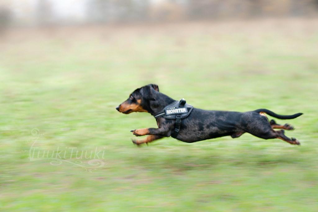 Does Leash-Free Walking Promote Better Behavior