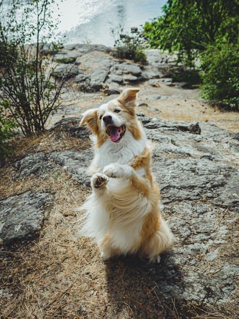 Effective Techniques for Managing Barking at Strangers