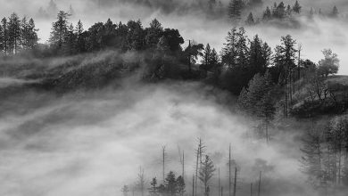 The Benefits of Positive Reinforcement for Long-Term Obedience