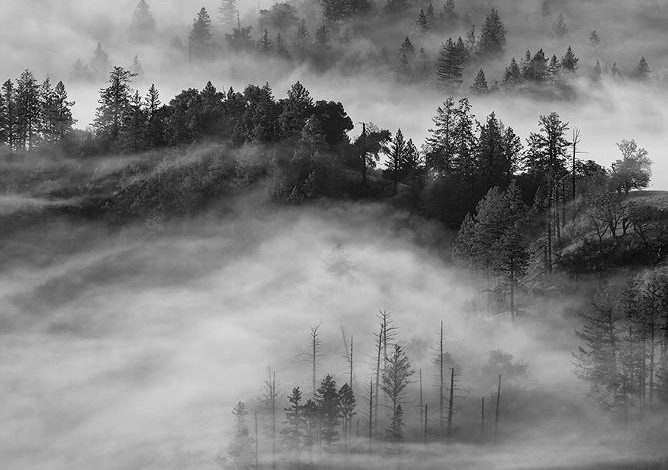 The Benefits of Positive Reinforcement for Long-Term Obedience