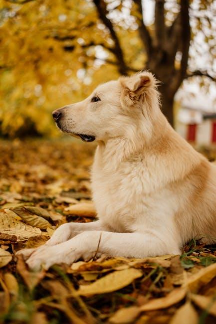 Understanding Your Dogs Anxiety Triggers