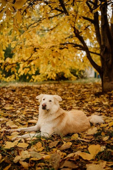 Reading the Signs: How to Recognize and Respond to Canine Body Language