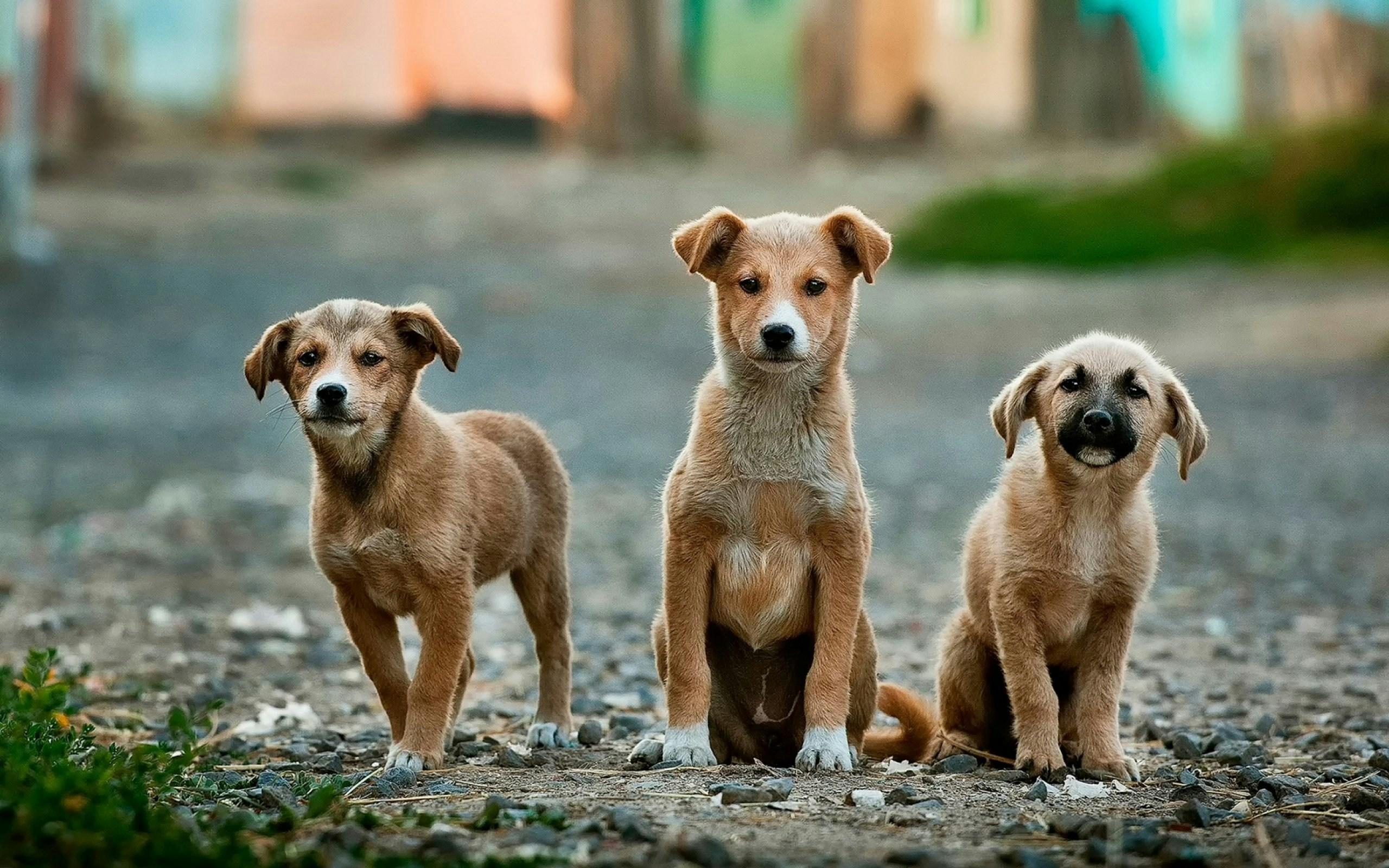 Understanding the Roots of Fear: Why Some Objects Terrify Pets