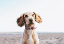 Is It Ever Too Late to Train an Adult Dog