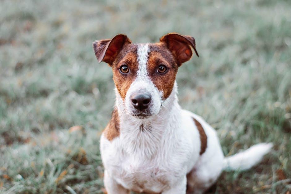 How to calm a dog that is scared of fireworks