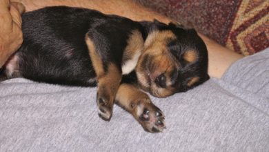 Socialization Tips for Puppies to Prevent Future Aggression