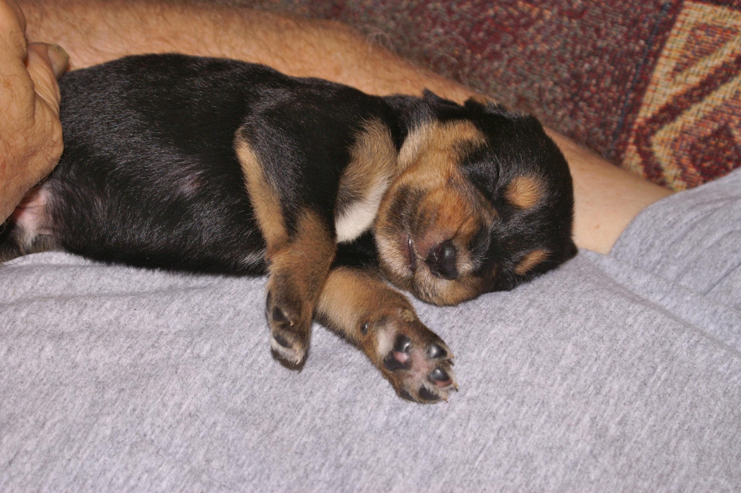 Socialization Tips for Puppies to Prevent Future Aggression