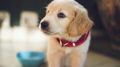 The Cognitive Development of Puppies and How It Affects Behavior