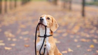 Are Some Dogs Born With an Innate Desire to Lead