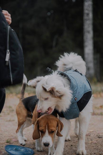 Creating⁣ a ⁣Safe Environment for ​Both Pets