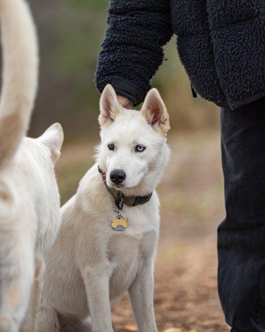 Understanding the Basics of Positive Reinforcement Training