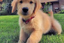 The Quickest Way to Train Your Puppy to Sit Still