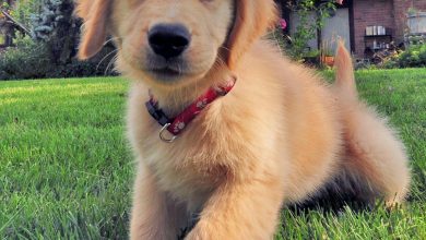 The Quickest Way to Train Your Puppy to Sit Still