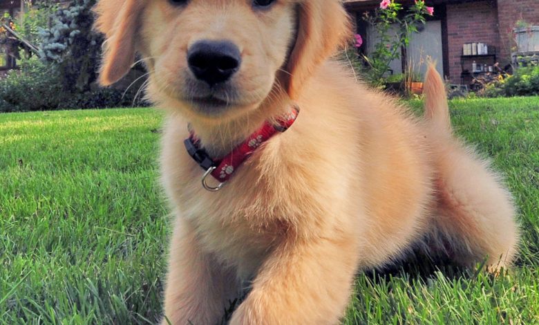 The Quickest Way to Train Your Puppy to Sit Still