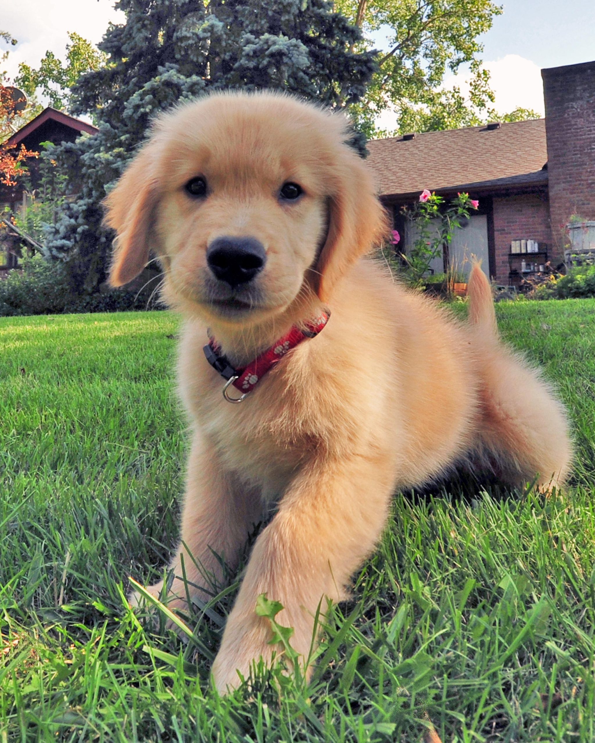 The Quickest Way to Train Your Puppy to Sit Still