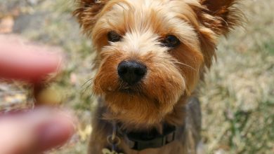 Best treats for training a dog using positive reinforcement