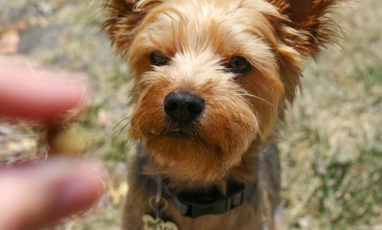 Best treats for training a dog using positive reinforcement