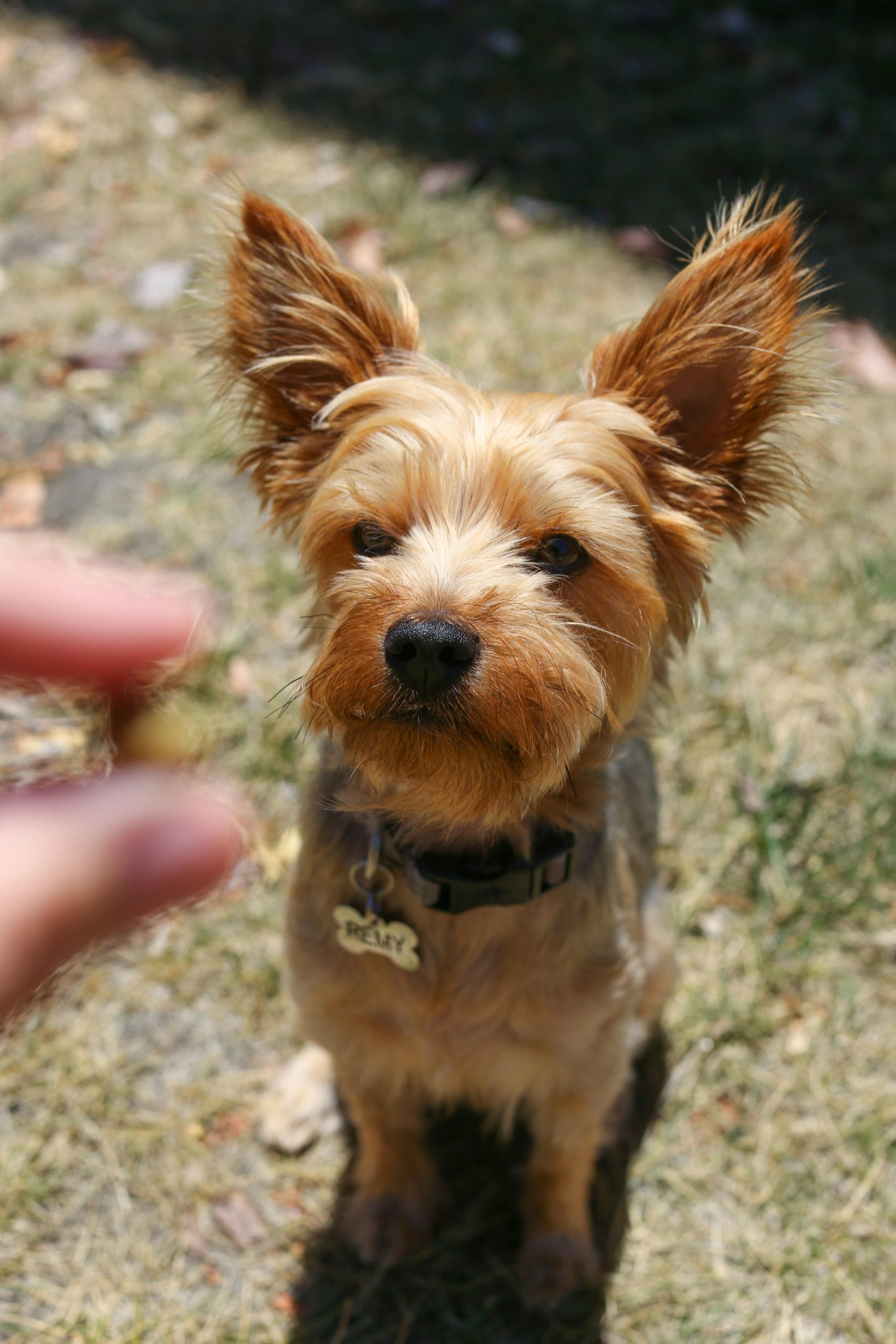 Best treats for training a dog using positive reinforcement