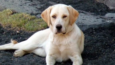 What drives a dog’s herding behavior: a psychological look