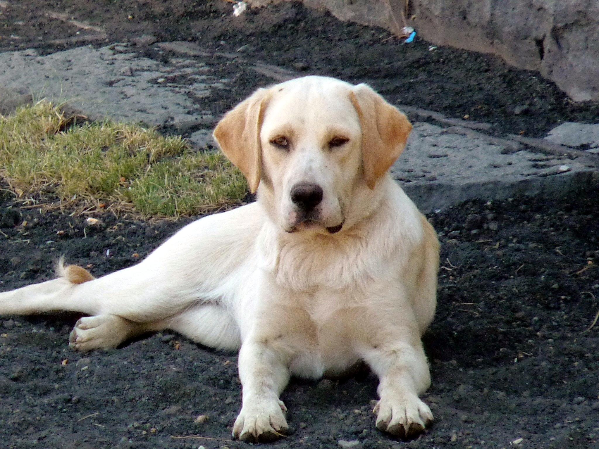 What drives a dog’s herding behavior: a psychological look