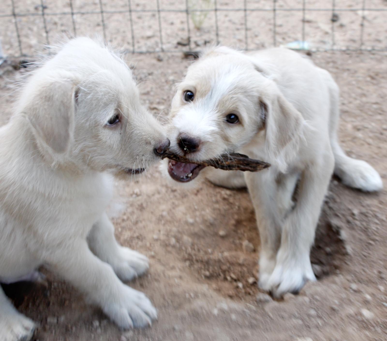 The psychological reasons behind excessive barking in dogs