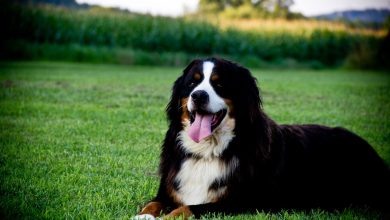 Best ways to manage dogs that chase after small animals