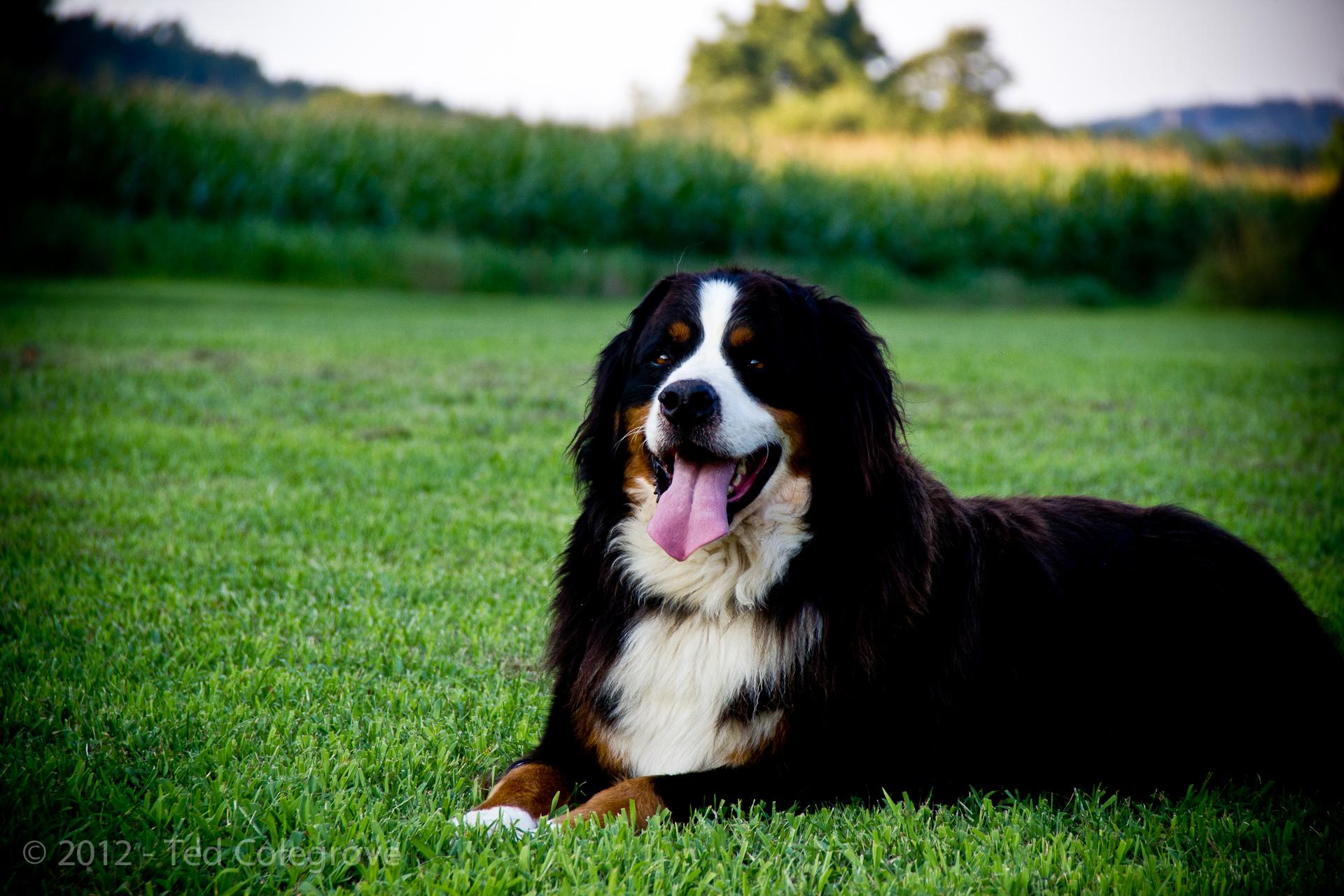 Best ways to manage dogs that chase after small animals