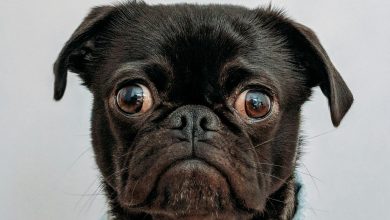 How to Introduce a New Dog to a Multi-Pet Household