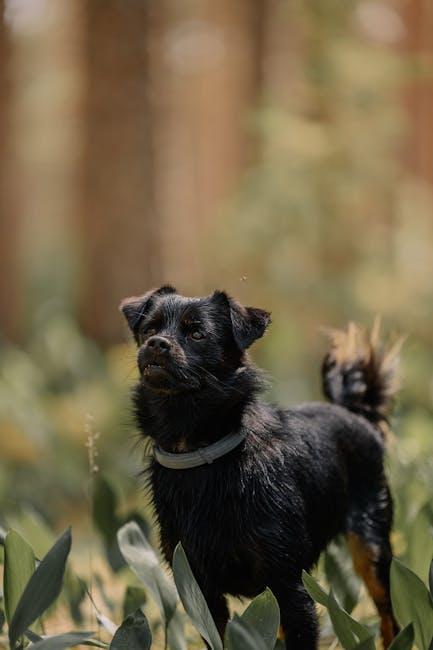 Utilizing Positive Reinforcement to Modify Barking Behavior