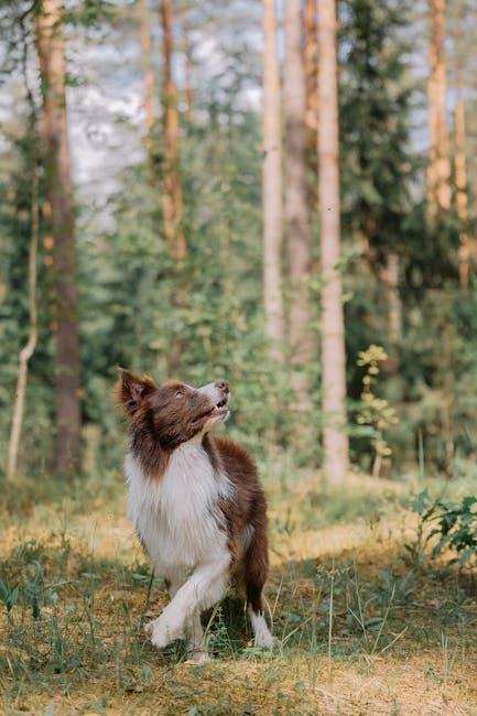 Creating a Safe and Stimulating Environment for Your Puppy