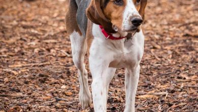 Socialization techniques for dogs afraid of other pets