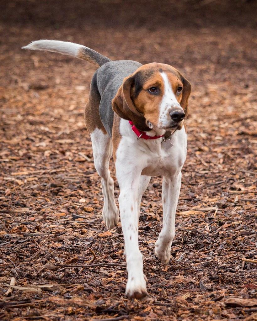 Socialization techniques for dogs afraid of other pets